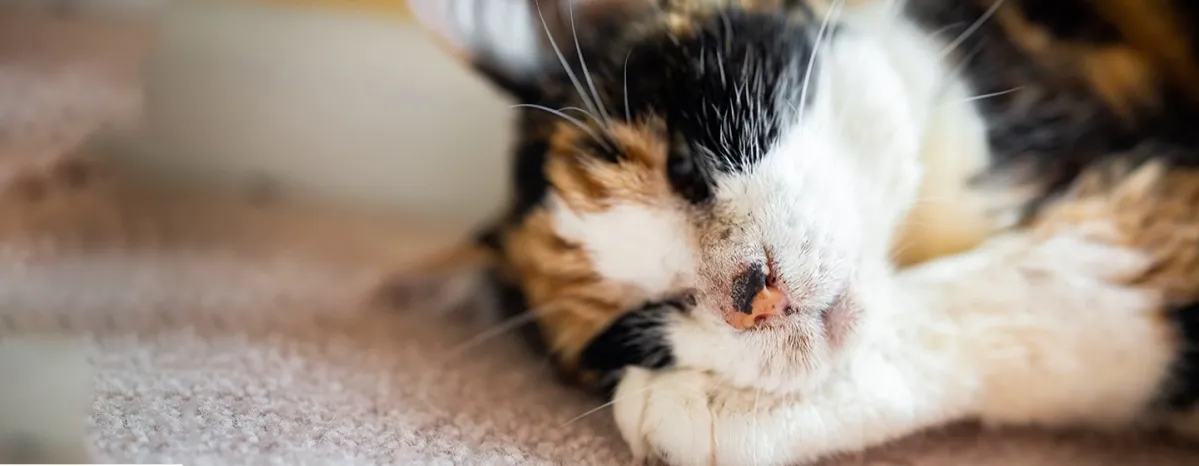 Abses Pada Kucing Penyebab dan Cara Mengobatinya