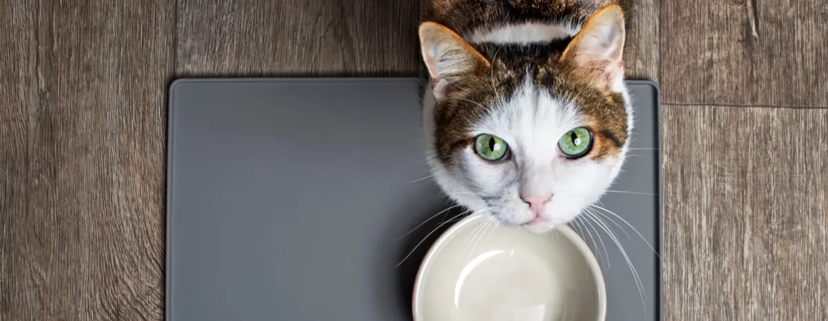 Bolehkah Kucing Makan Makanan Anjing