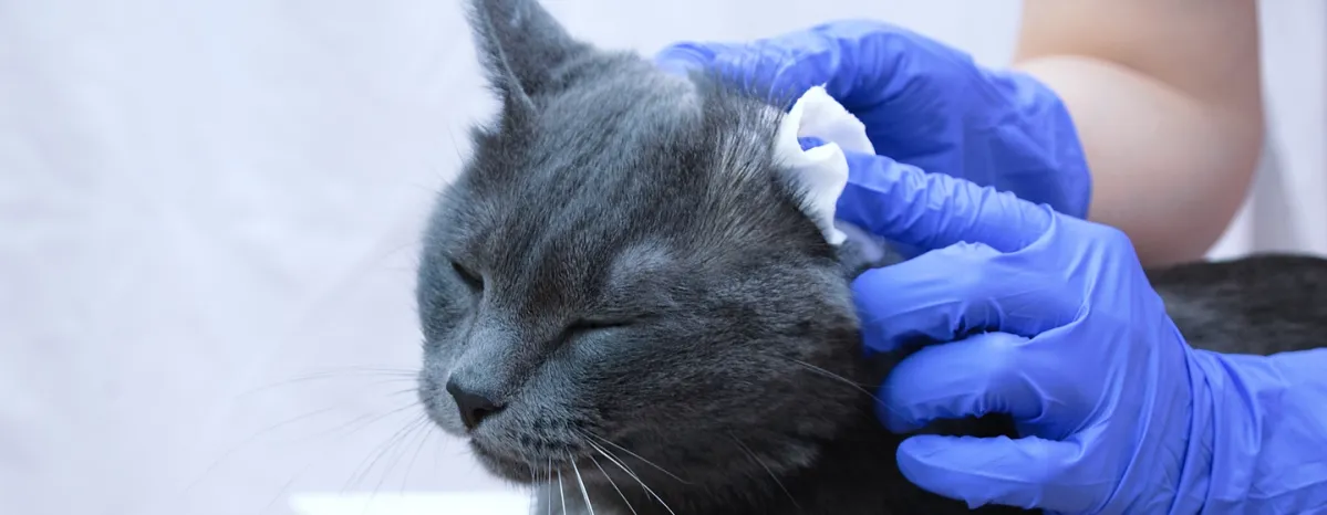 Cara Membersihkan Telinga Kucing