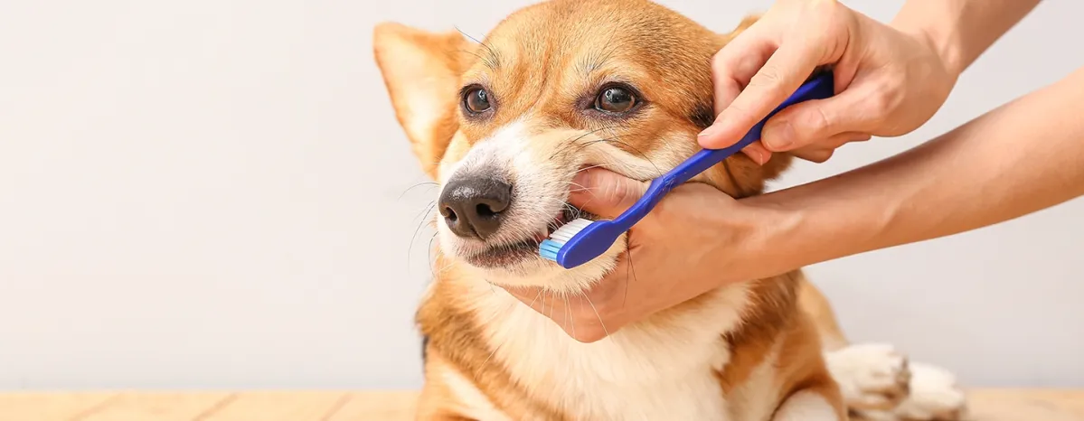 Cara Merawat Anjing Seputar Kesehatan Gigi