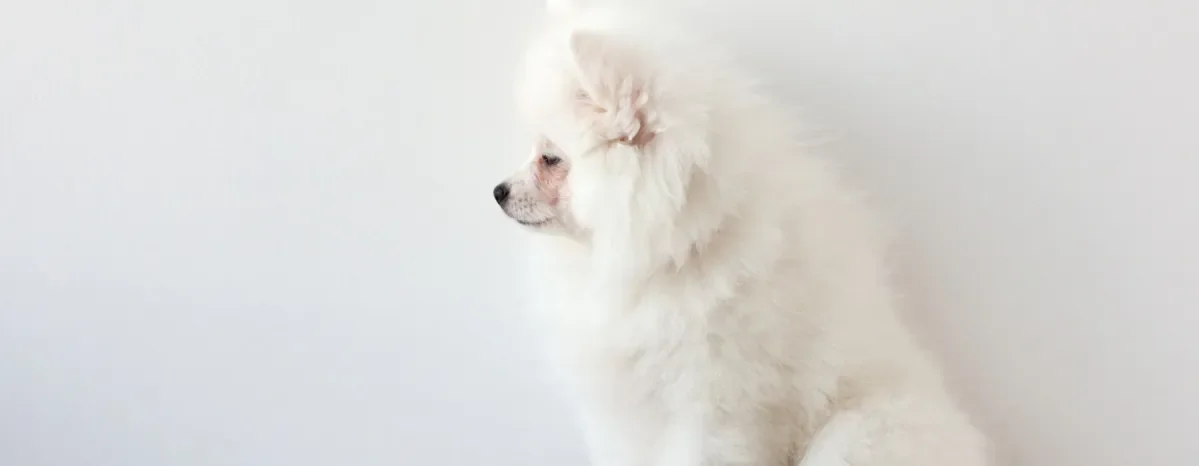 White dog