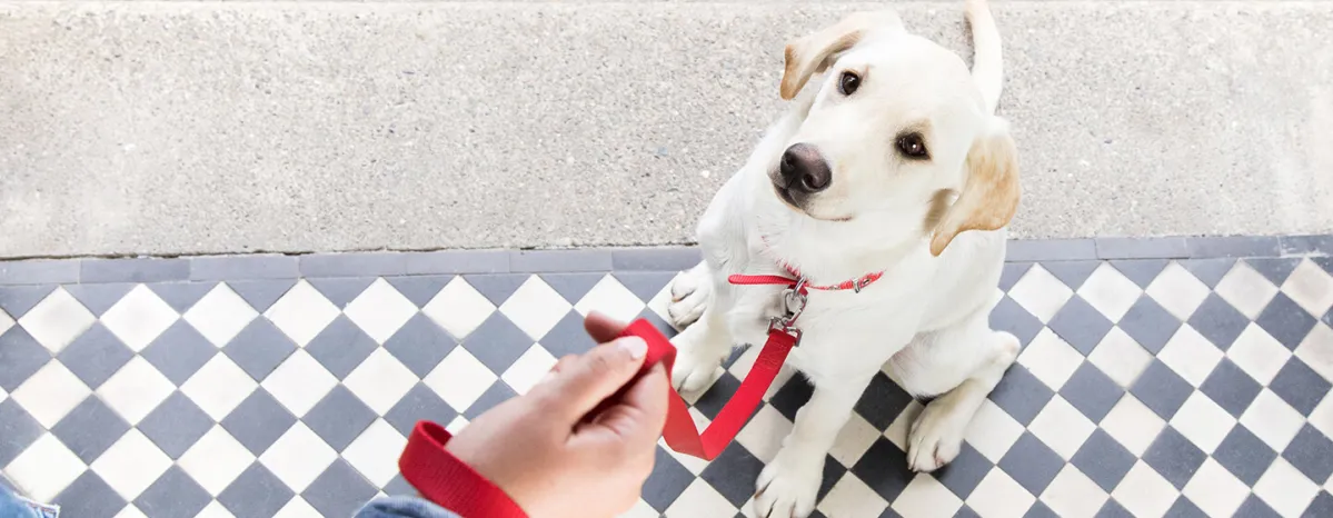 Dog on a leash