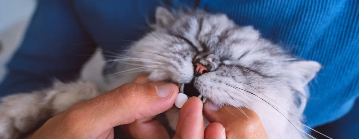 Efektif Ini Cara Mengobati Kucing yang Sering Bersin