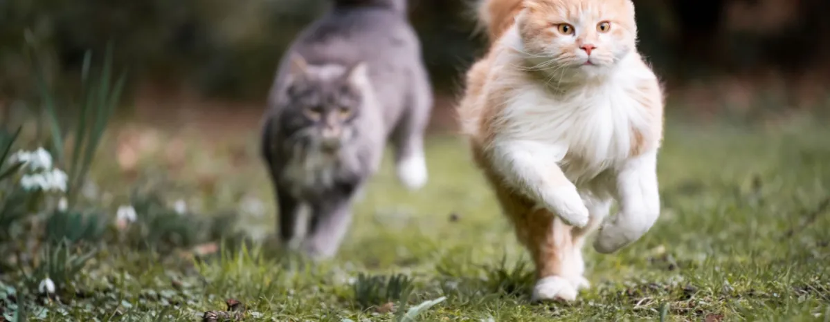 Kenali Jenis-jenis Keturunan Kucing di Dunia, Mana Favoritmu