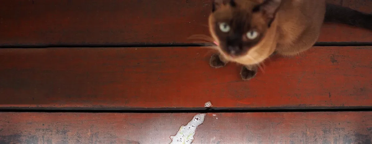 Kucing Muntah Busa Putih, Berbahayakah
