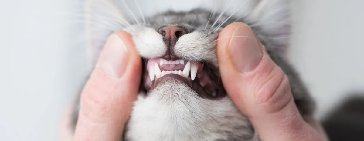 Kucing Sakit Gigi Gejala Penyebab dan Perawatan Tepat