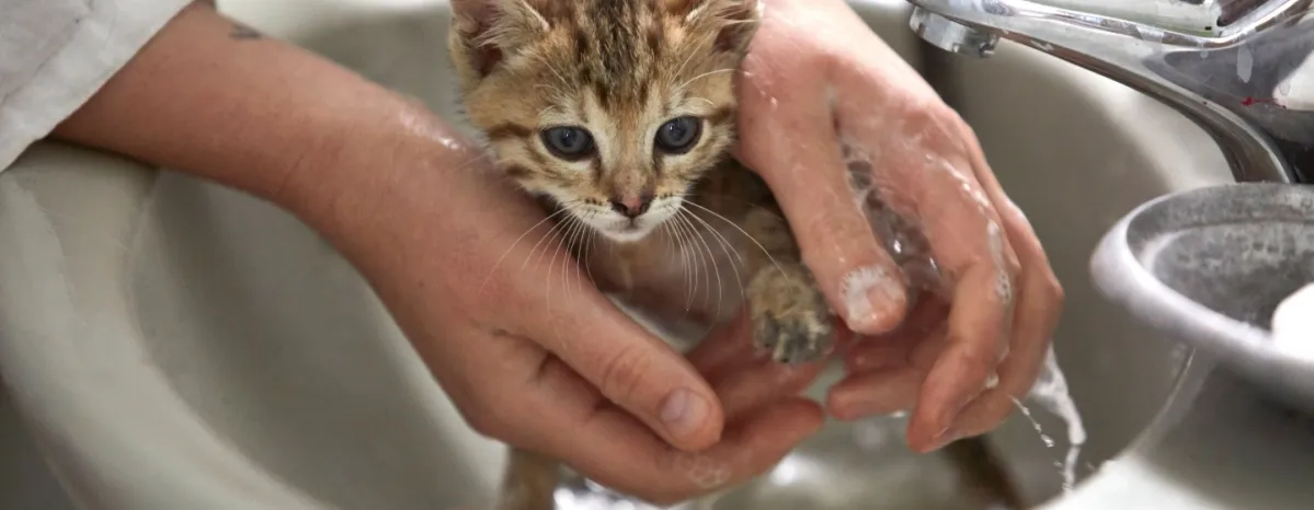 Rahasia Memandikan Anakan Kucing dengan Aman dan Nyaman