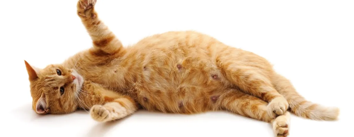 Kucing Hamil Berapa Bulan Sebenarnya Masa Kehamilan Mereka
