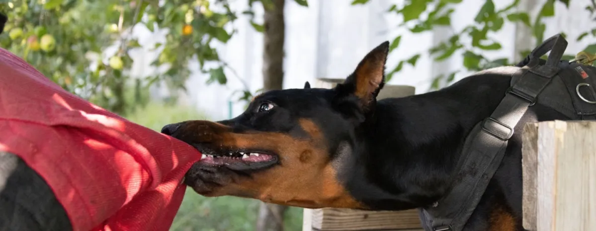 Anjing Gila Gejala Penyebab Cara Mengobati dan Tips Mencegahnya