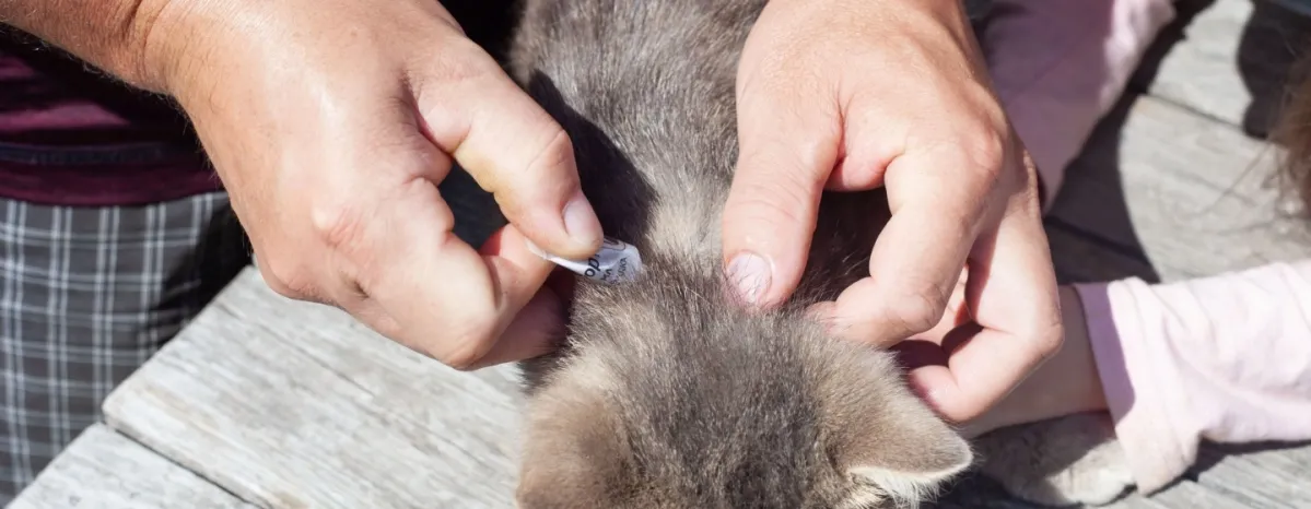 Ampuh Ini Cara Menghilangkan Kutu Kucing yang Mengganggu