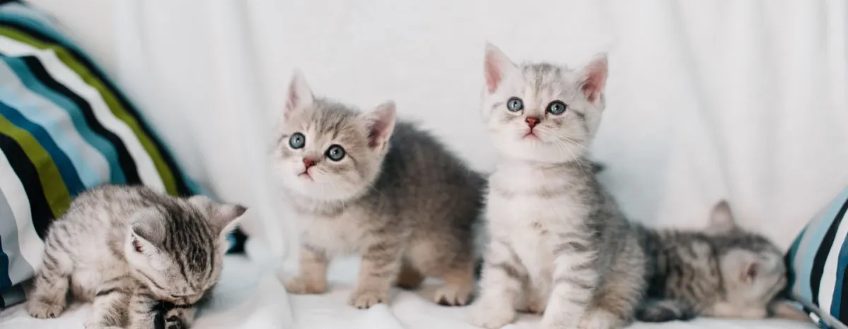 Temukan Perbedaan Anak Kucing Jantan dan Betina Berikut