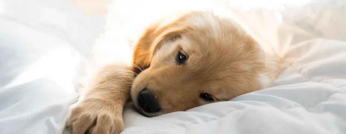 Mengenal Lebih Dekat Anakan Golden Retriever.