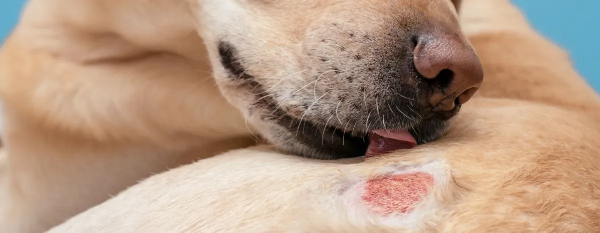 Mengatasi Scabies pada Anjing Tips Menangani dan Mencegah Penyebaran