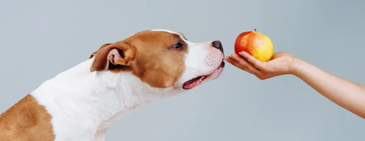 Apakah Anjing Boleh Makan Apel Ini Manfaat dan Cara Menyajikannya dengan Aman