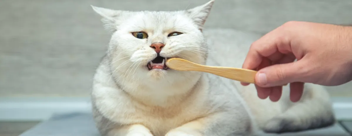 Cara Menyikat Gigi Kucing Agar Tetap Sehat