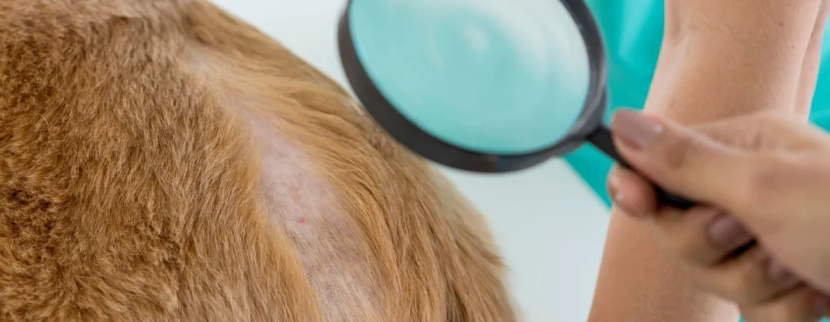 Malassezia pada Anjing Ciri Ciri Penyebab Cara Mengatasi dan Tips Mencegah