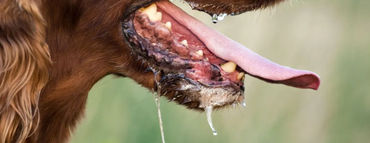 Perlu Diketahui Ini Informasi Seputar Rabies pada Anjing