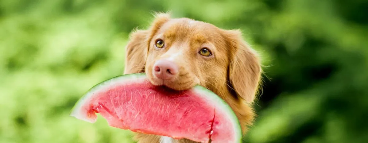 Hal yang Perlu Diperhatikan dalam Memilih Makanan Anjing