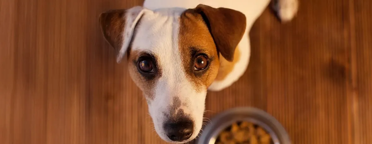  Jenis Makanan Anjing yang Menjadi Kesukaannya