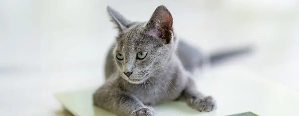 Mengenali Berat Badan Ideal Pada Kucing