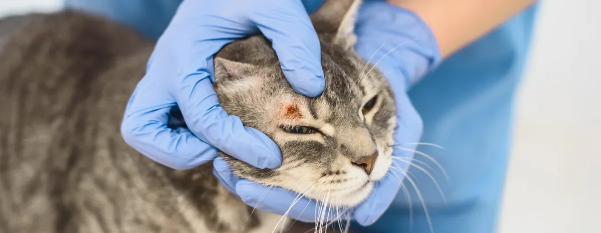 Kucing Jamuran - Penyebab, Gejala, dan Cara Penanganannya