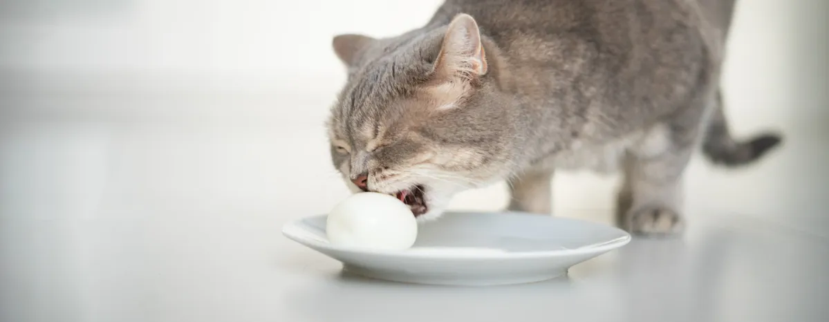 Apakah Kucing Boleh Makan Telur Simak Penjelasan Berikut!