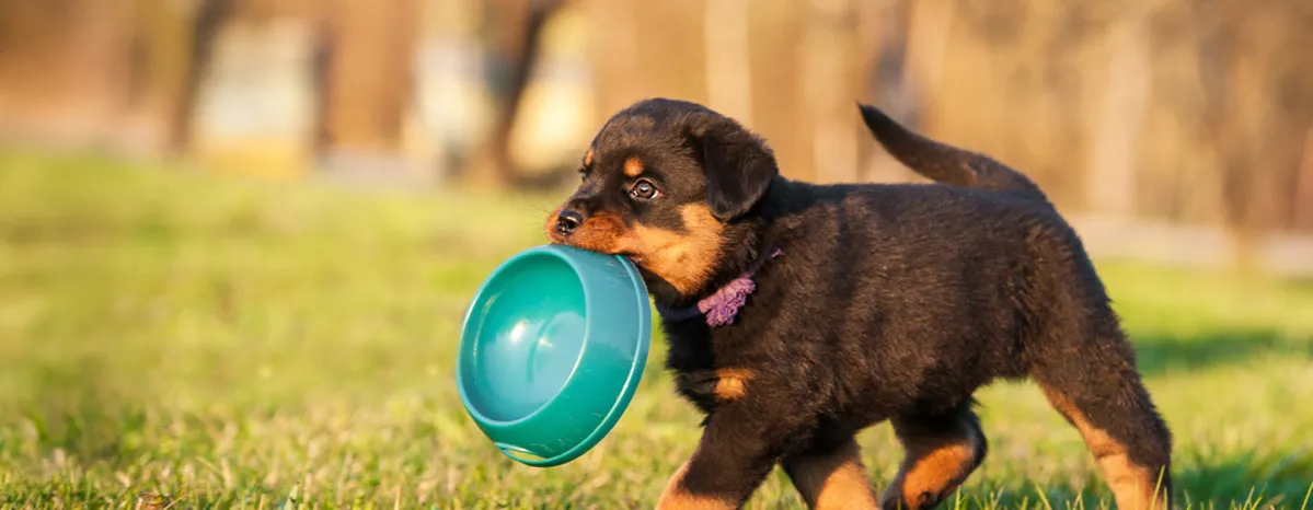 Cara Menggemukkan Anjing Kesayangan secara Sehat dan Aman