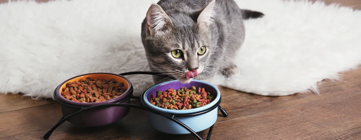 Jenis Makanan Kucing dan Cara Memilihnya