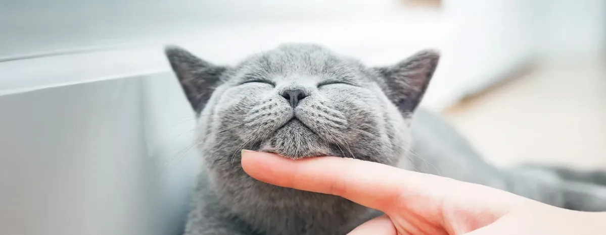 Pilihan Nama Kucing Abu Abu