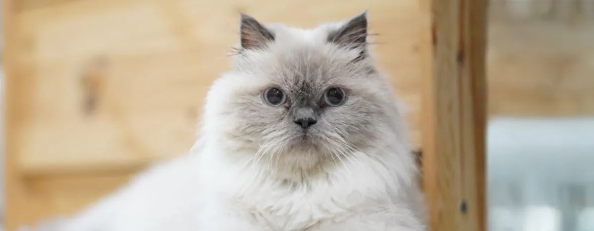Mengenal Jenis Kucing Himalaya - Karakteristik, Perawatan, dan Keunikan