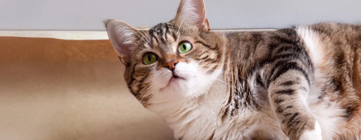 Cara Menggemukkan Kucing - Makanan dan Perawatan yang Tepat