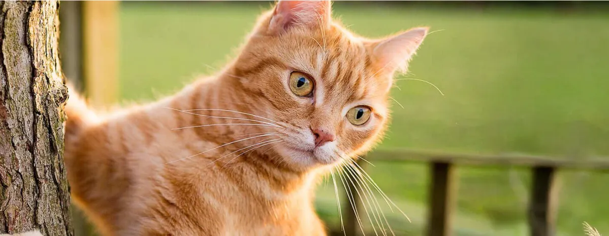  Cara Bantu Kucing Memiliki Berat Badan Ideal