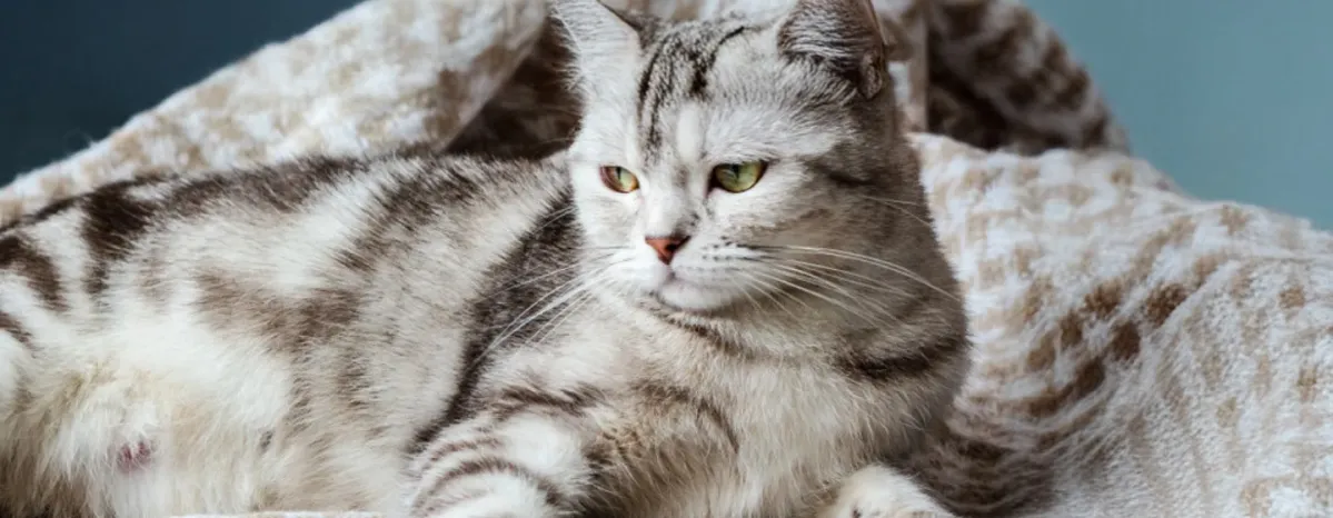 Cara Mengobati Infeksi Saluran Pernapasan Pada Kucing