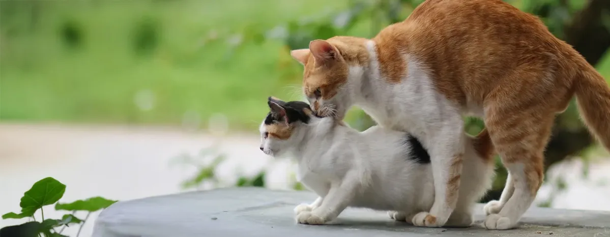 Kucing Birahi Umur Berapa Ketahui Jawabannya di Sini