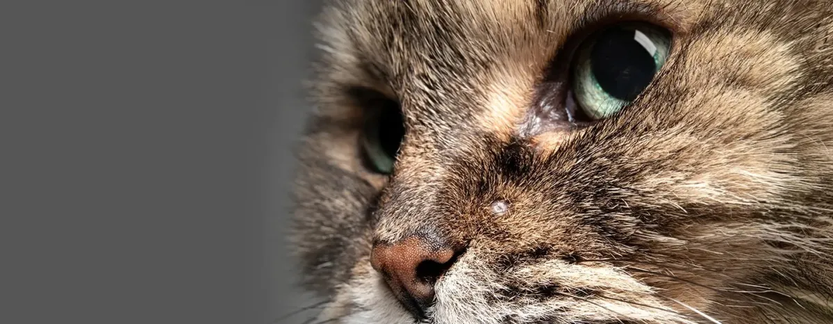 Jerawat Kucing - Penyebab dan Cara Mengatasinya