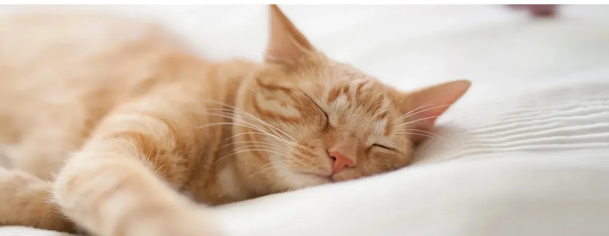 Pertolongan Pertama Kucing Sesak Nafas