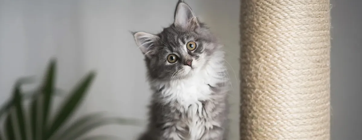 Perkembangan Anak Kucing - Kapan Anak Kucing Membuka Mata