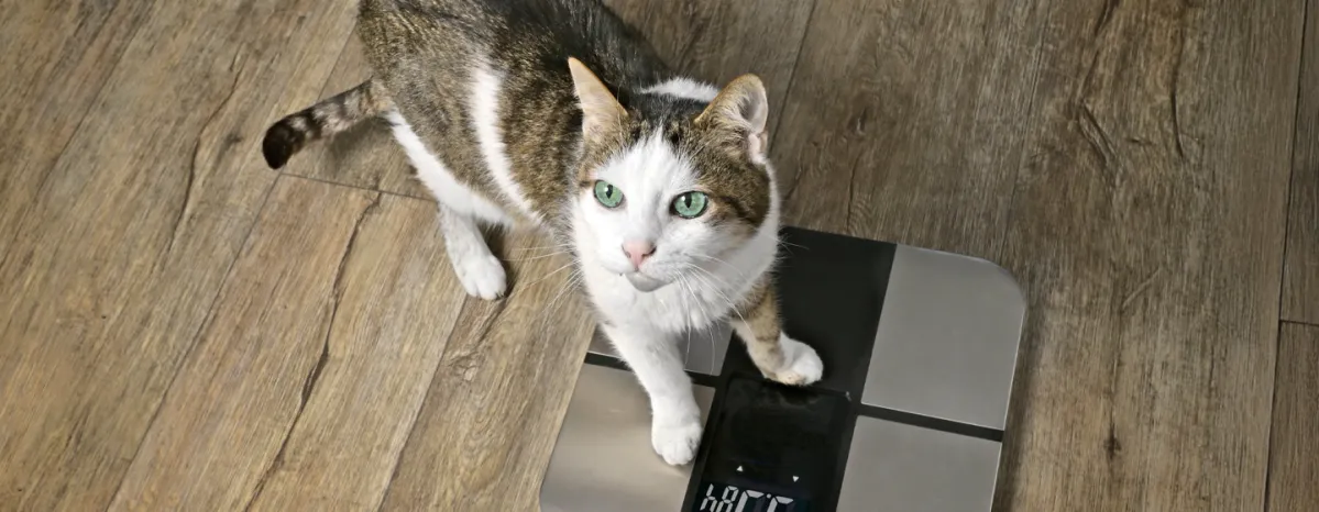 Berat Badan Ideal Kucing -Panduan untuk Menjaga Kesehatan Kesayangan