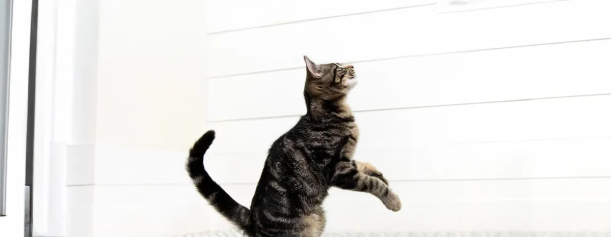 Hal yang Perlu Diperhatikan Sebelum Mengganti Makanan Kucing