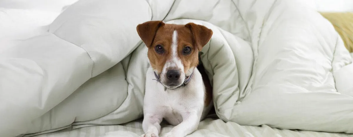 Kenali Penyakit Parvovirus yang Menyerang Anak Anjing & Pencegahannya