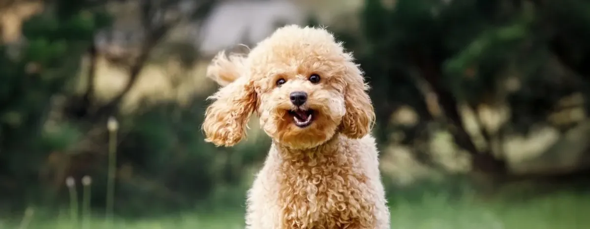 Cara Merawat Anjing Poodle agar Tetap Lincah dan Sehat