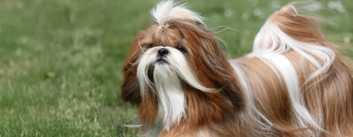 Cara Merawat Anjing Shih Tzu Agar Selalu Sehat dan Bahagia_