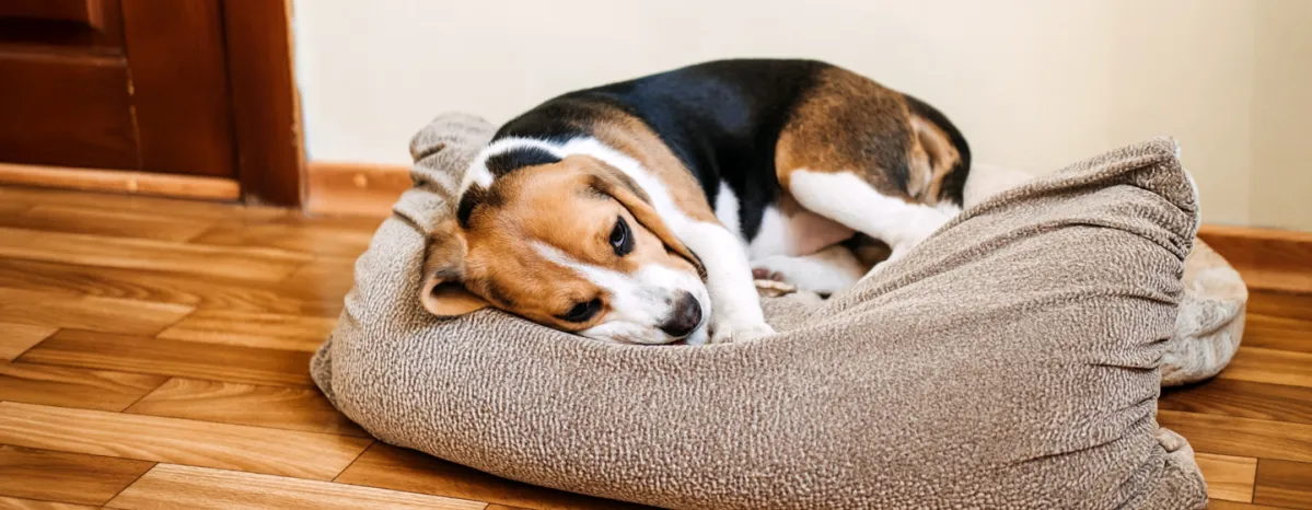 Anjing Sembelit Ini Solusi Alami dan Efektif untuk Mengatasinya