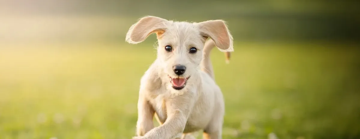Penyakit Kulit Pada Anjing & Kucing Serta Pencegahannya
