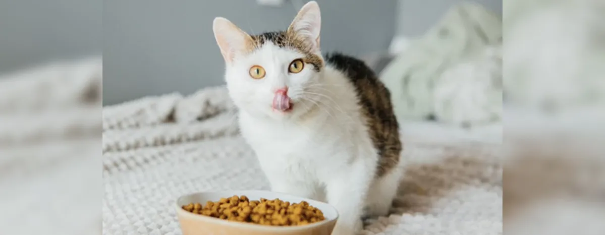 Cat feeding