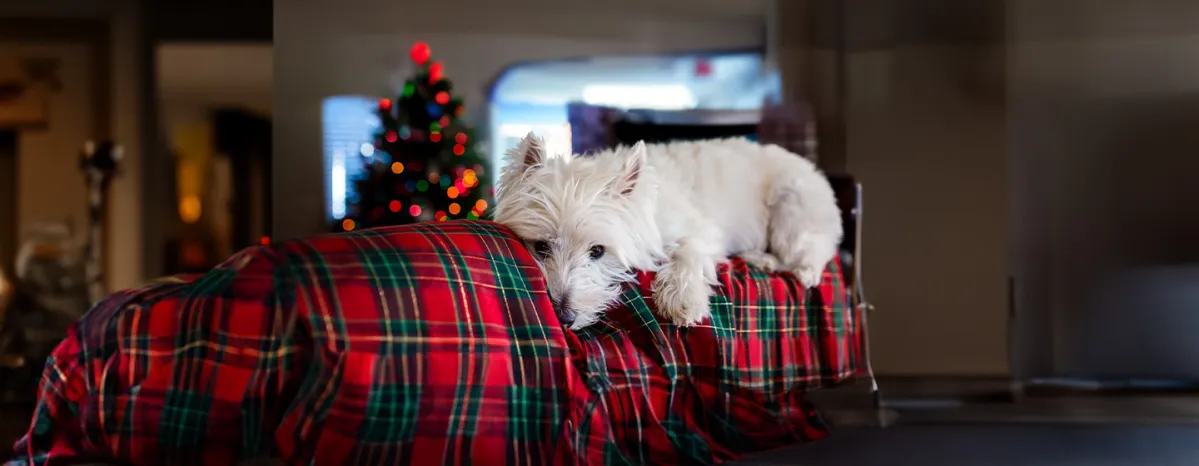 Christmas Safety for Dogs