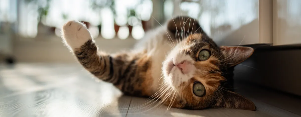 Probiotik untuk Kucing