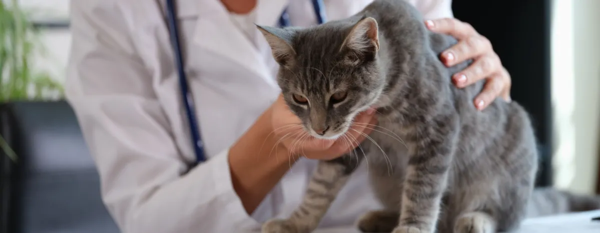 Kucing Muntah Darah: Penyebab Serius dan Cara Menanganinya[