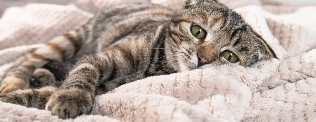 Anak Kucing Muntah Putih: Normal atau Tanda Masalah? Ini Penjelasannya[