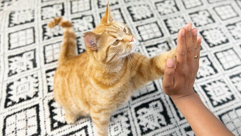 Cat high five